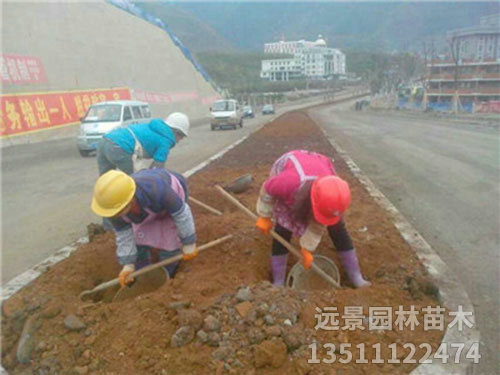 道路綠化